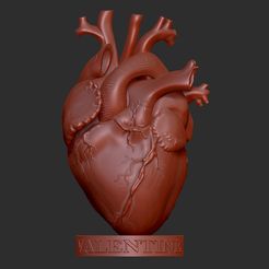 corazon impreso en 3d